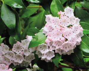 Mountain Laurel Kalmia latifolia In Bloom
